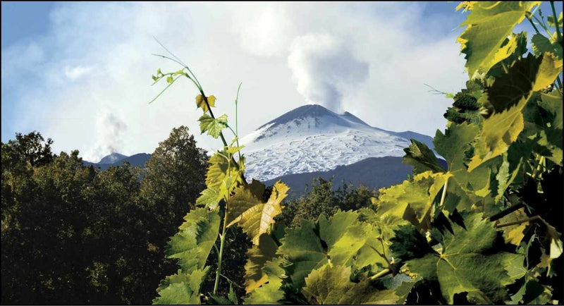 Mt Etna Heating Up with Vines in the forground