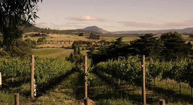 Chatto Wines
